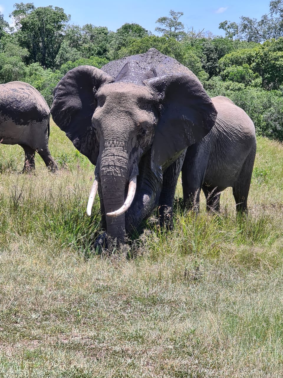 El-machaa Tours and Travel