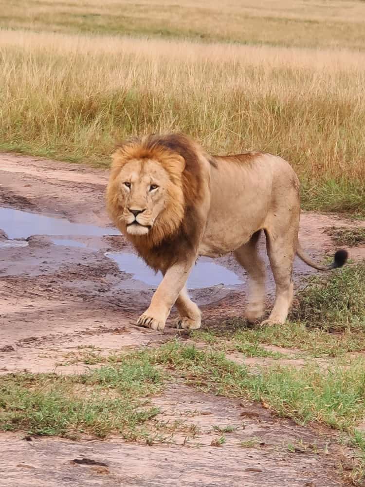 El-Machaa Tours and Travel